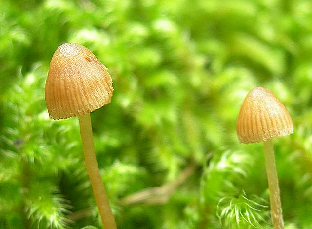 Galerina  cephalotricha     Kuhner